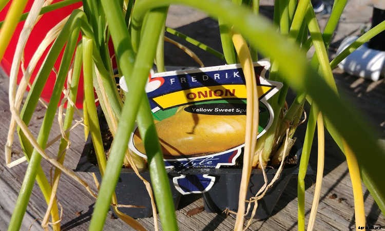 Separating Onions: Maximizing Your Nursery Pack