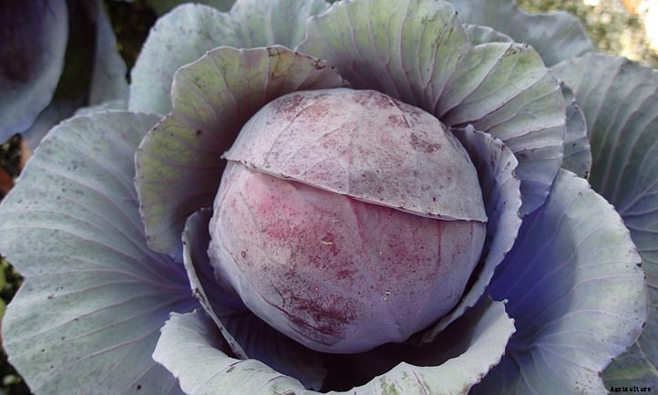 Outdoor Hydroponics: 9 Tips For Maximum Yields