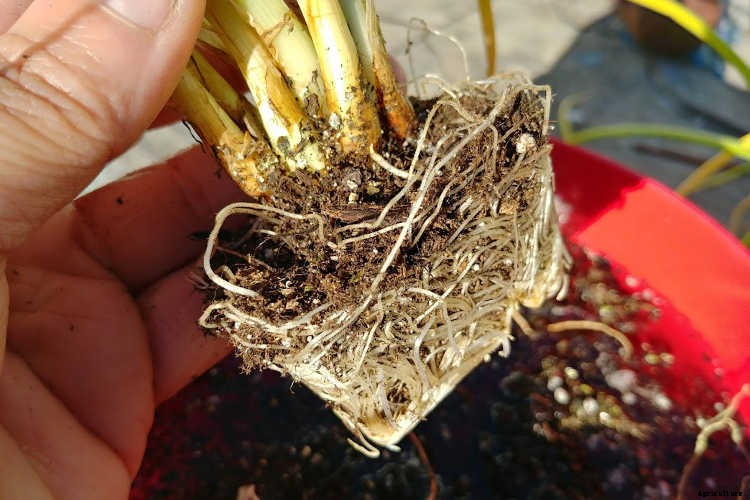 Separating Onions: Maximizing Your Nursery Pack