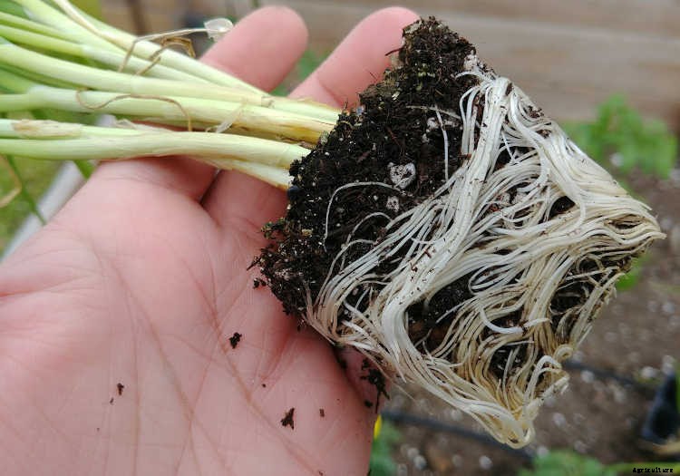 Separating Onions: Maximizing Your Nursery Pack