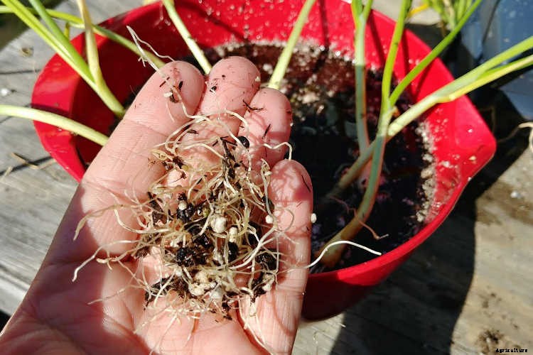 Separating Onions: Maximizing Your Nursery Pack