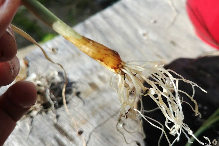 Separating Onions: Maximizing Your Nursery Pack
