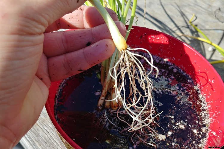 Separating Onions: Maximizing Your Nursery Pack