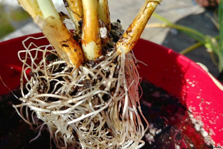 Separating Onions: Maximizing Your Nursery Pack