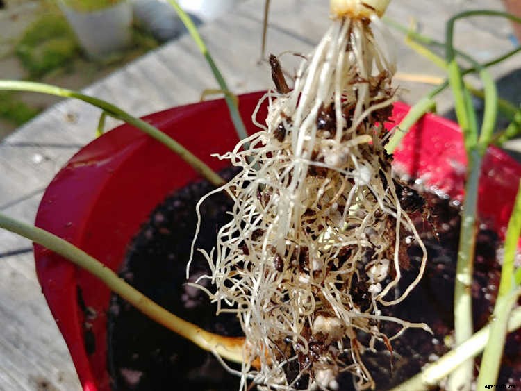 Separating Onions: Maximizing Your Nursery Pack