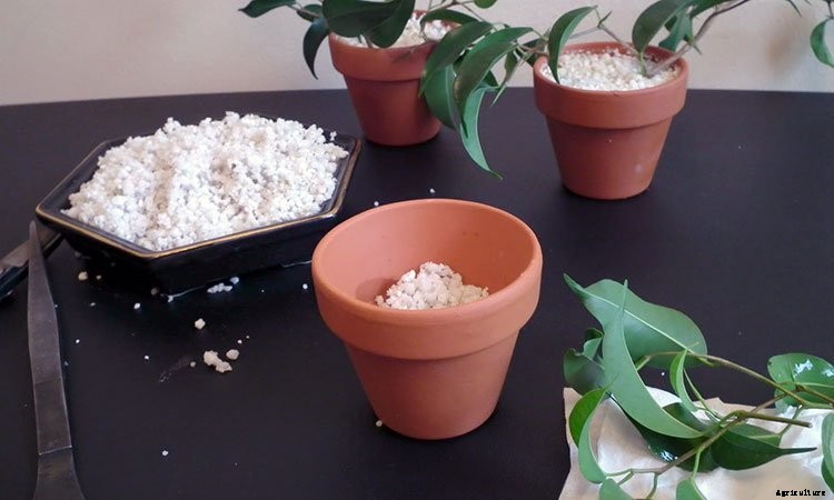 Perlite: What It Is And How To Use It In Your Garden