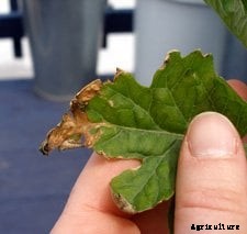 Nitrogen Toxicity: Preventing It In Your Garden