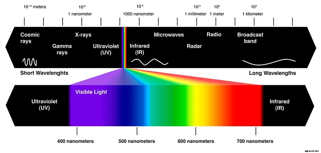 How Does Light Affect Plant Growth?