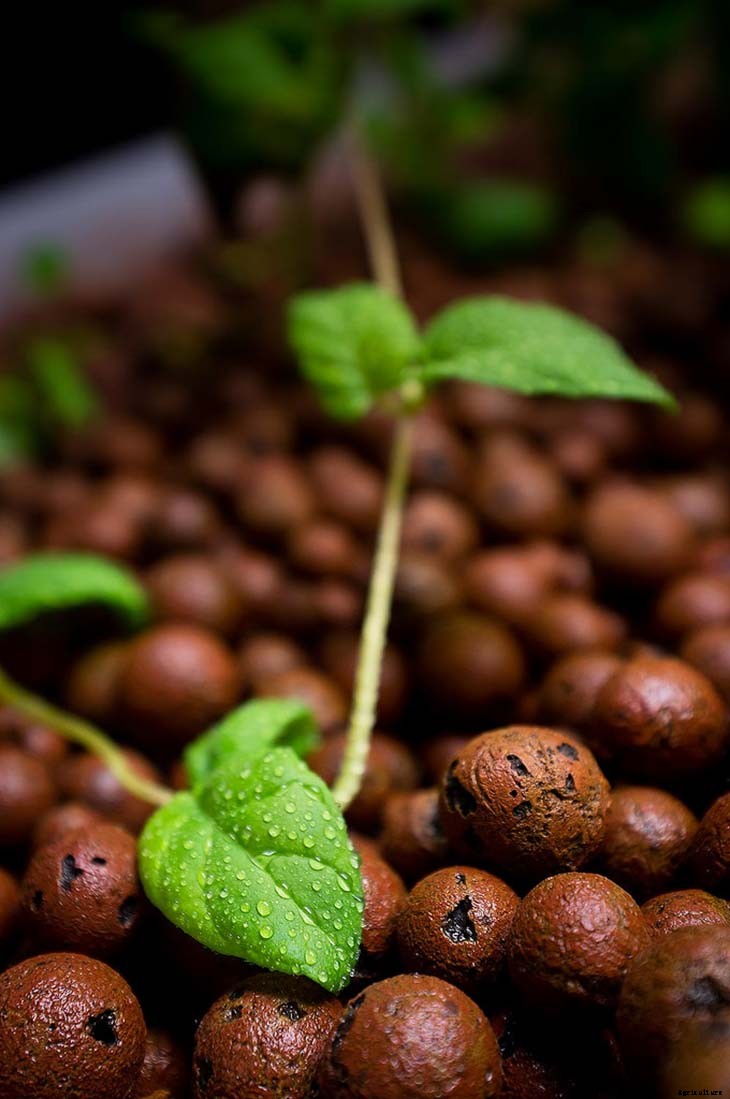 Hydroton (Expanded Clay Pebbles) Growing Guide