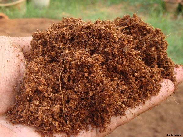 Coconut Coir: What It Is And Which To Get