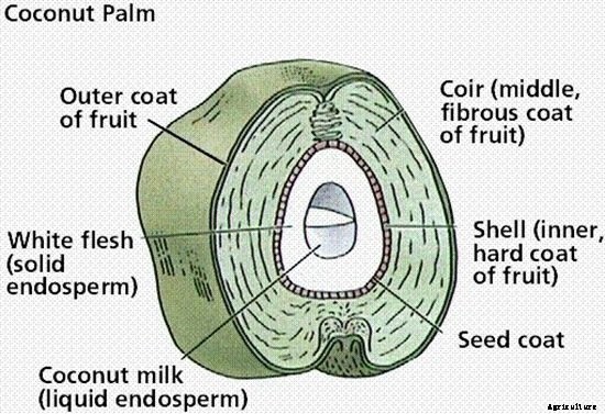 Coconut Coir: What It Is And Which To Get
