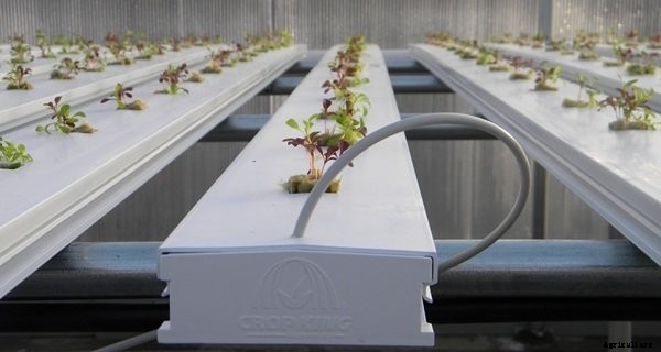 The Nutrient Film Technique Explained