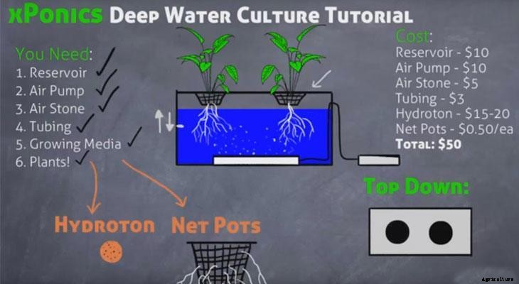 Deep Water Culture (DWC): What Is It And How To Get Started