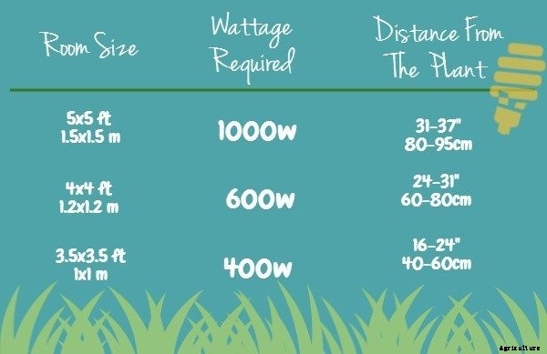 Types of Hydroponic Lighting: What You Need To Know