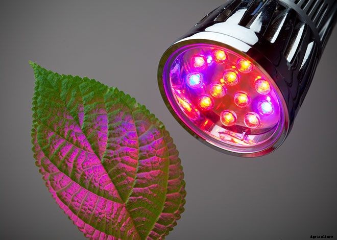 Types of Hydroponic Lighting: What You Need To Know