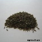 Hydroponics for Kids: Build a 2 Liter Bottle Garden