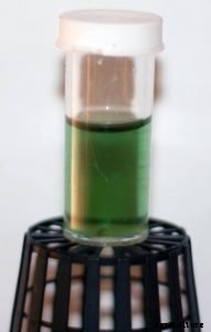 Hydroponics for Kids: Build a 2 Liter Bottle Garden