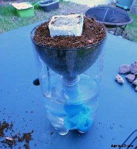 Hydroponics for Kids: Build a 2 Liter Bottle Garden