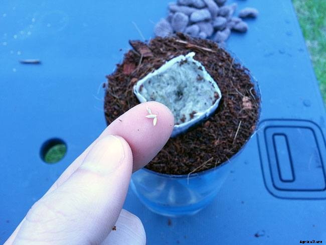 Hydroponics for Kids: Build a 2 Liter Bottle Garden