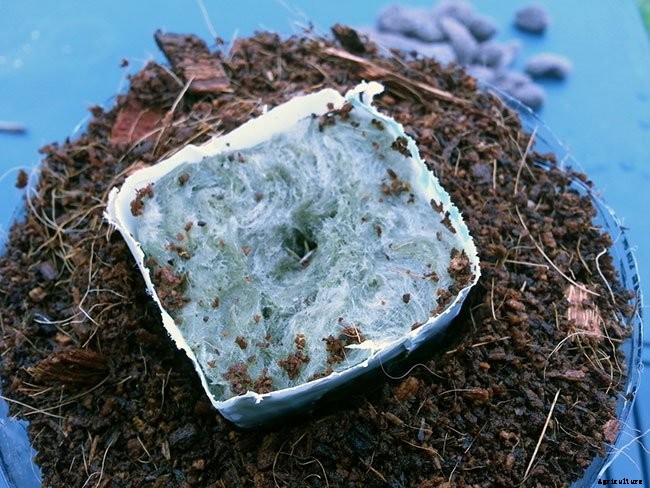 Hydroponics for Kids: Build a 2 Liter Bottle Garden