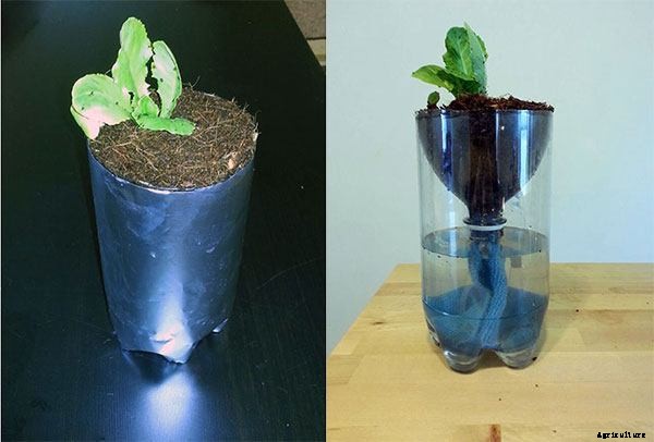 Hydroponics for Kids: Build a 2 Liter Bottle Garden