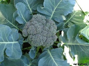 Plant Spacing in Hydroponics