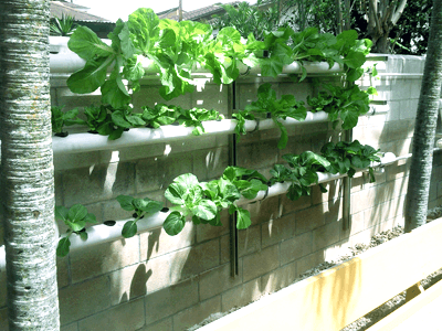 Hydroponics vs Soil: 7 Reasons Hydroponics Wins