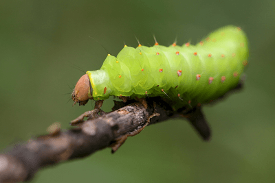 Hydroponics vs Soil: 7 Reasons Hydroponics Wins