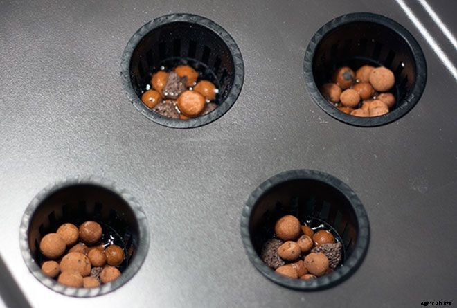 Hydroponic Herb Garden Guide