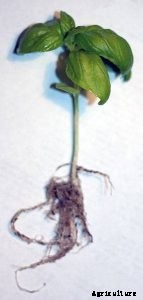 Hydroponic Herb Garden Guide