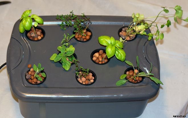 Hydroponic Herb Garden Guide