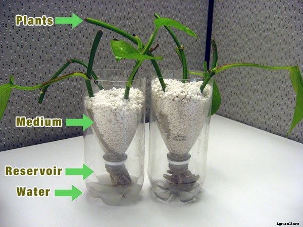Hydroponics for Beginners: The Ultimate Guide