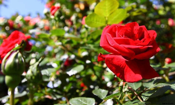 Rose Cuttings: Starting New Roses From Scratch