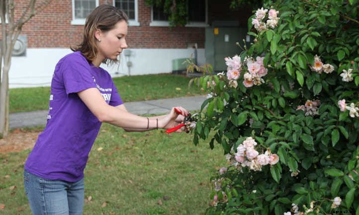 Rose Cuttings: Starting New Roses From Scratch