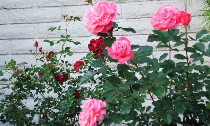 Rose Cuttings: Starting New Roses From Scratch