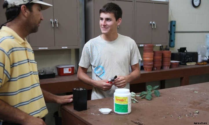 Rose Cuttings: Starting New Roses From Scratch