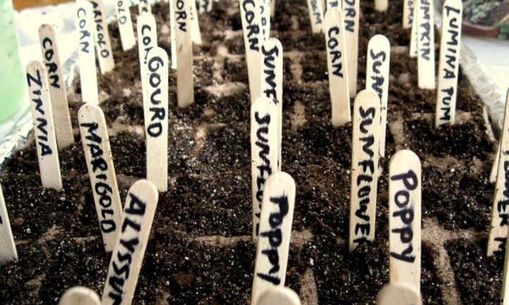 How Many Seeds Do You Need To Grow A Plant?