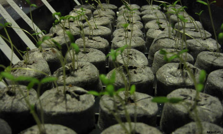 How Many Seeds Do You Need To Grow A Plant?