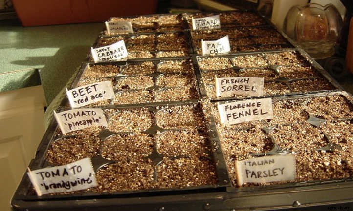 How Many Seeds Do You Need To Grow A Plant?