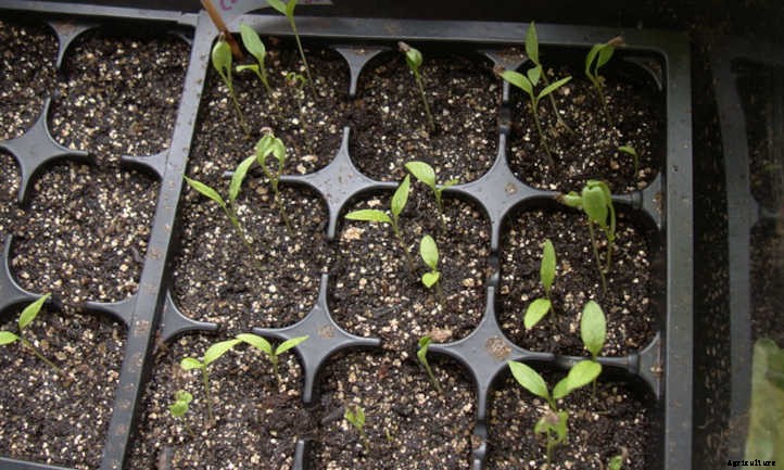 How Many Seeds Do You Need To Grow A Plant?