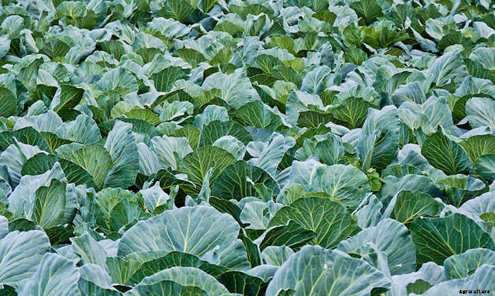 Cabbage Companion Plants: Pairings For Success
