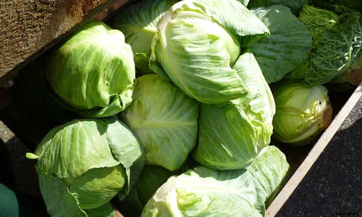 Cabbage Companion Plants: Pairings For Success