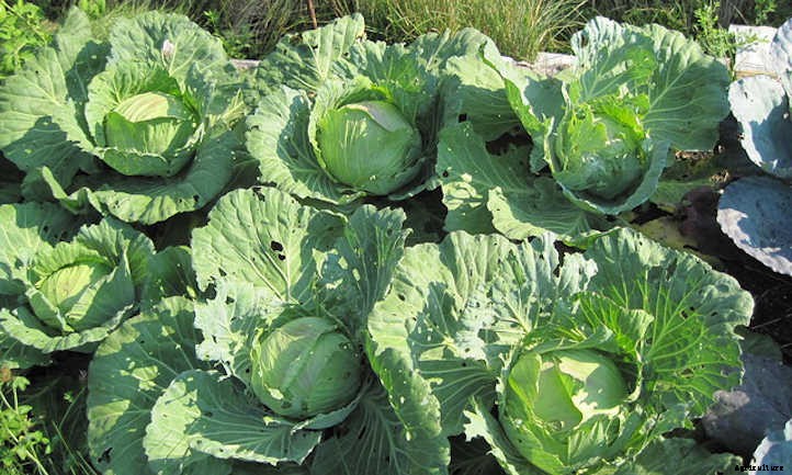 Cabbage Companion Plants: Pairings For Success