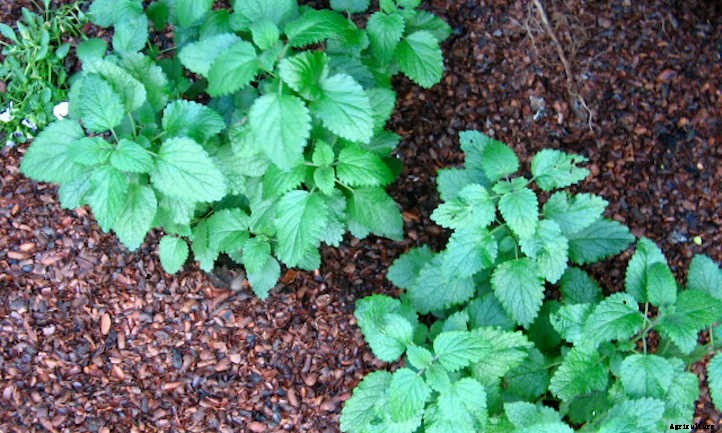 Lemon Balm Plant: Lemon-Scented Herb