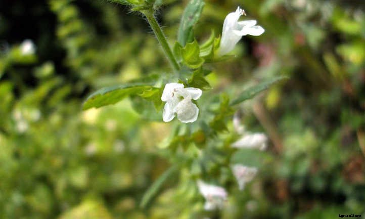Lemon Balm Plant: Lemon-Scented Herb