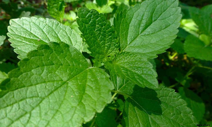 Lemon Balm Plant: Lemon-Scented Herb
