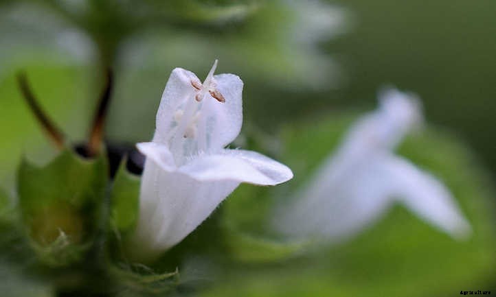 Lemon Balm Plant: Lemon-Scented Herb