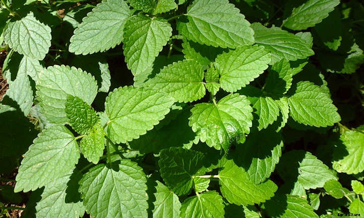 Lemon Balm Plant: Lemon-Scented Herb