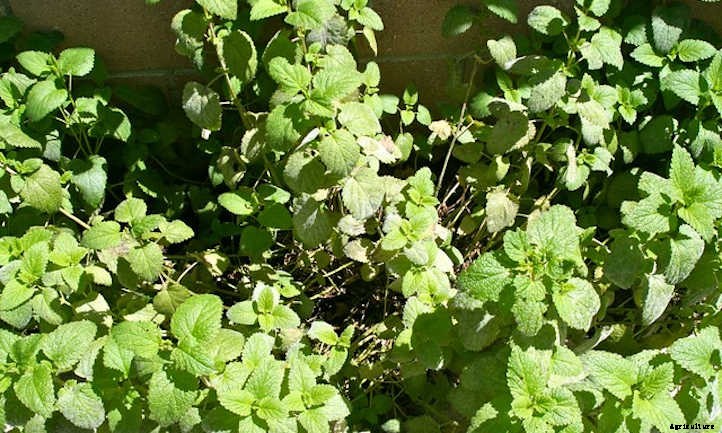 Lemon Balm Plant: Lemon-Scented Herb