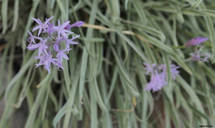 Society Garlic: Not Really Garlic, But Great